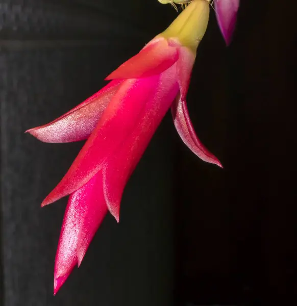 Delicado e bonito Bud cacto de Natal — Fotografia de Stock