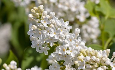 bulanık doğa arka plan üzerinde hassas beyaz leylak