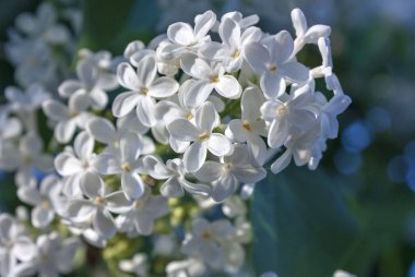bulanık doğa arka plan üzerinde hassas beyaz leylak makro