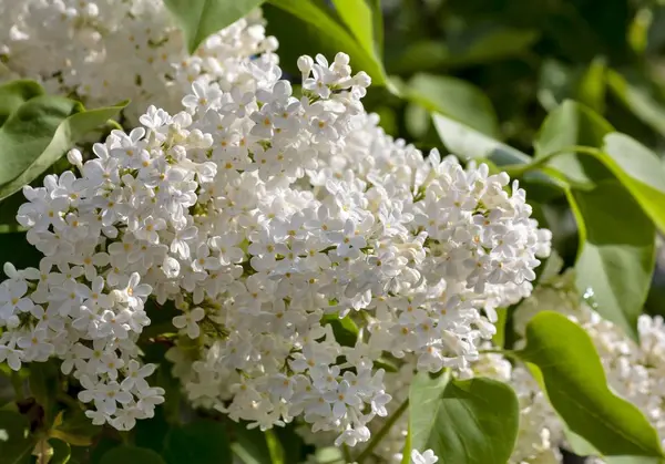 Delicada lila blanca sobre fondo de naturaleza borrosa — Foto de Stock