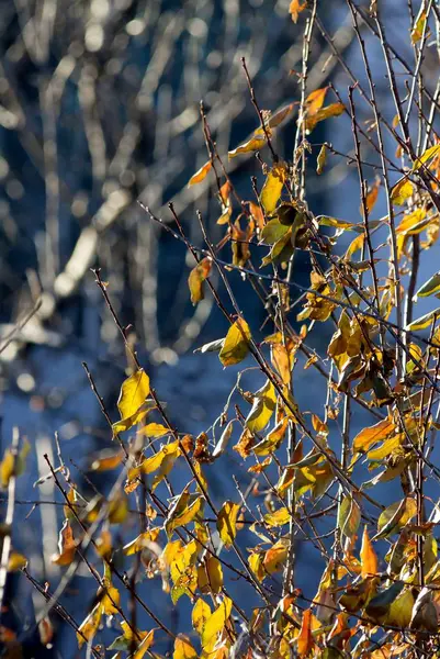 Letzte gelbe Herbstblätter am Strauch — Stockfoto