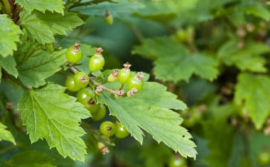 Çalının üzerinde olgunlaşmamış, yeşil frenk üzümü.