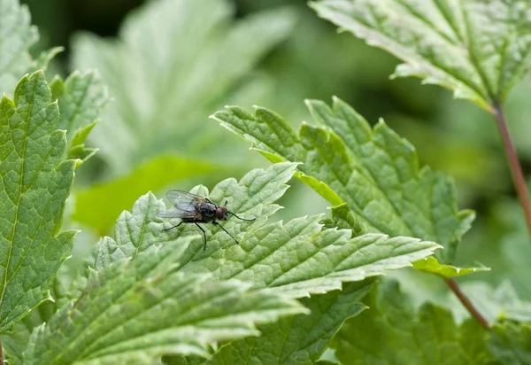 Kuş üzümü bir sayfasına oturan sinek — Stok fotoğraf