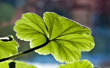Zümrüt yeşil Sardunya yaprağı ile güneş tarafından yarı saydam