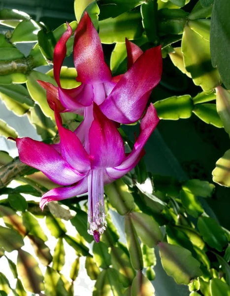 Florescendo o cacto de Natal, macro — Fotografia de Stock