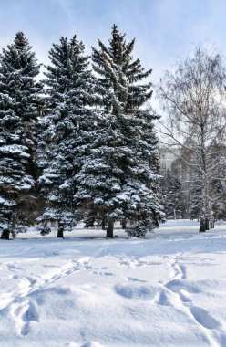 huş ağacı ve köknar şehir Park taze kar ile kaplı, ön planda kar izleri ile, kış soğuk sabah