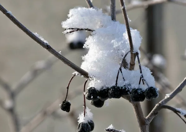 雪で覆われた枝に黒い灰の果実 — ストック写真