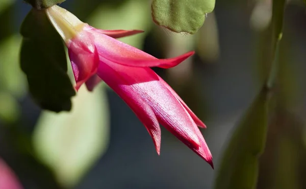 Bud de cacto de Natal florescente — Fotografia de Stock