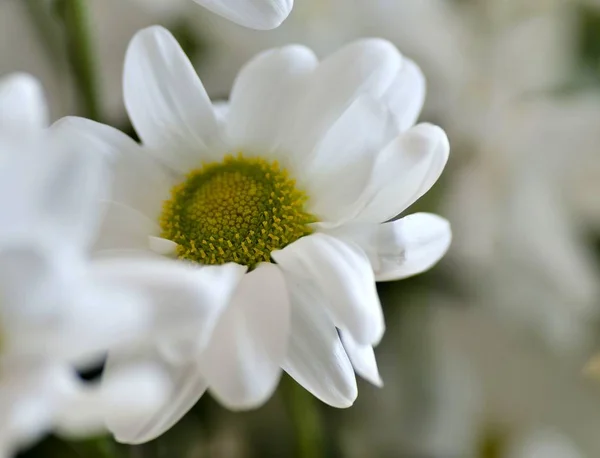 Hermosa flor de crisantemo en aerosol blanco, macro —  Fotos de Stock