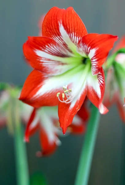 Bright red flower Amaryllis — Stock Photo, Image