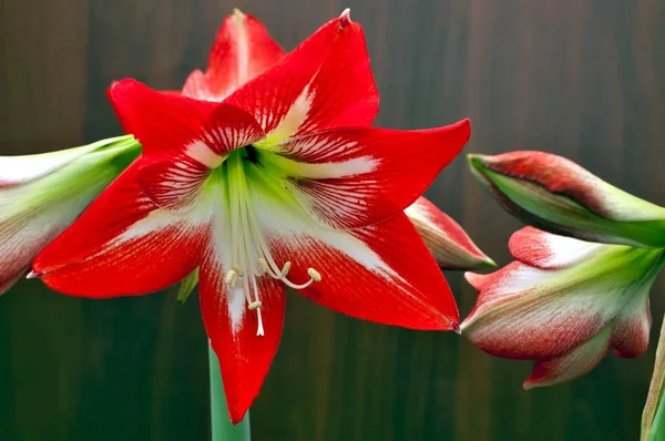 Ярко-красный цветок Amaryllis — стоковое фото