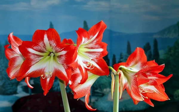 Beautiful bright red flowers Amaryllis — Stock Photo, Image