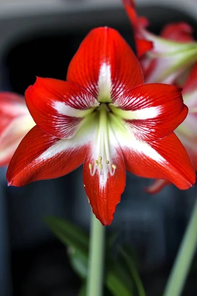 Red flower with latin name Amaryllis or Hippeastrum — Stock Photo, Image