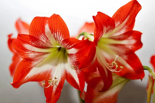 Parlak kırmızı çiçekler Amaryllis, yumuşak odak — Stok fotoğraf