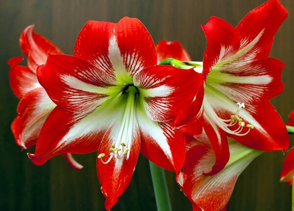 bright red flowers Amaryllis