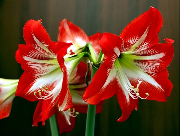 Bright red flowers Amaryllis — Stock Photo, Image