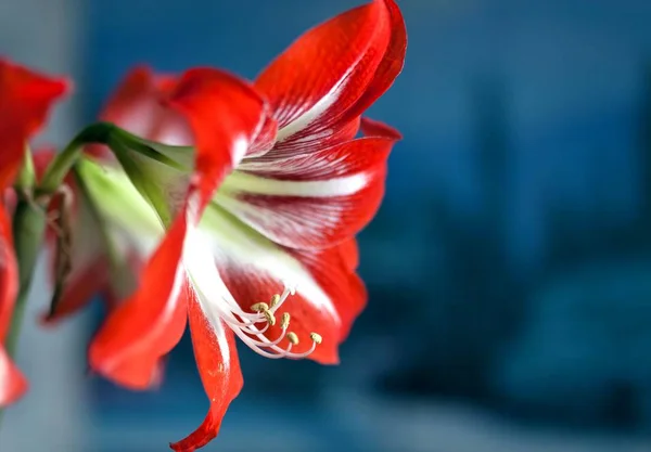 Parlak kırmızı çiçek Amaryllis, makro, dar odak alanı, görünür havaneli ve stamens — Stok fotoğraf