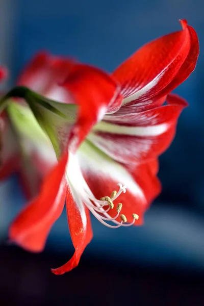 Parlak kırmızı çiçek Amaryllis, makro, dar odak alanı, görünür havaneli ve stamens, yumuşak odak — Stok fotoğraf