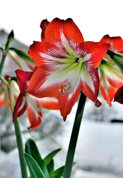 Red flower with latin name Amaryllis or Hippeastrum — Stock Photo, Image