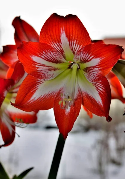 Red flower with latin name Amaryllis or Hippeastrum — Stock Photo, Image