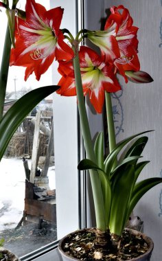 Büyük çiçekli amarillis veya Hippeastrum