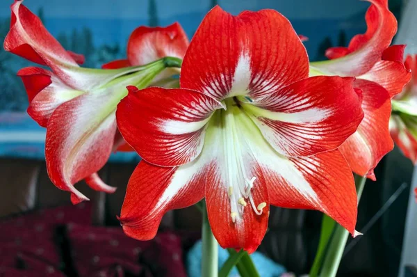 Büyük çiçekli amarillis veya Hippeastrum — Stok fotoğraf