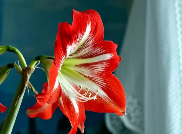 Amarillis dużych kwitnienia lub Hippeastrum — Zdjęcie stockowe