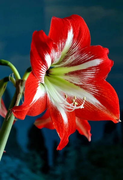 Büyük çiçekli amarillis veya Hippeastrum — Stok fotoğraf
