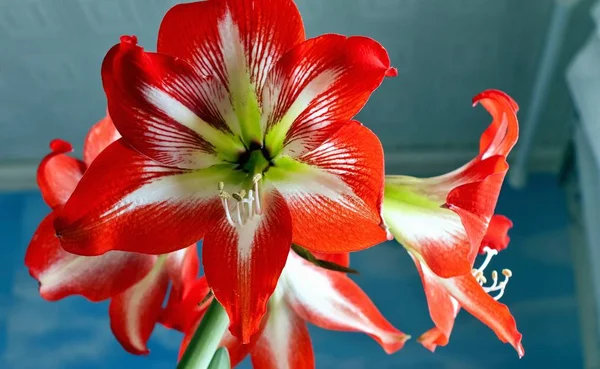 Büyük çiçekli amarillis veya Hippeastrum — Stok fotoğraf