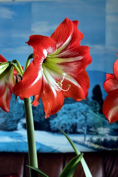 Amarillis vermelho flor, macro — Fotografia de Stock