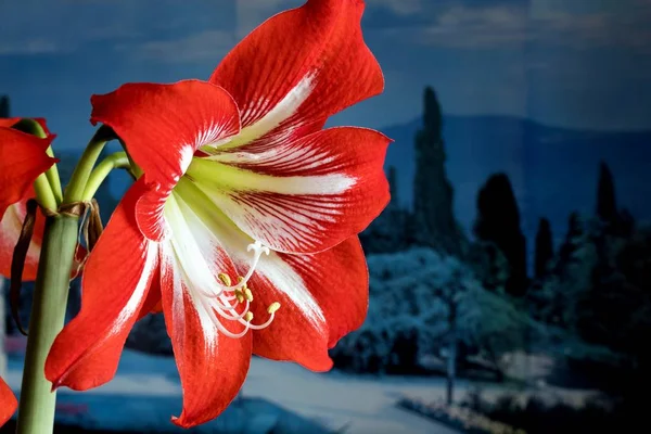 Red amarillis flower, macro — Stock Photo, Image
