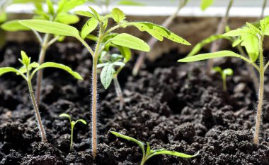 domates fidesi Filiz görünür saç kök üzerinde güneş tarafından aydınlatılmış