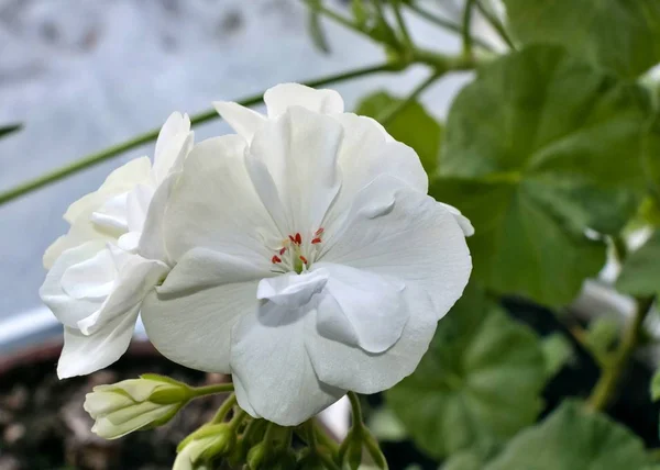 Géranium blanc gros plan — Photo