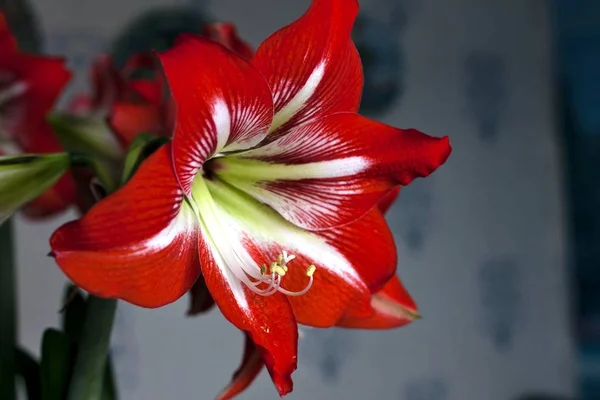 Large flowering amarillis or Hippeastrum — Stock Photo, Image