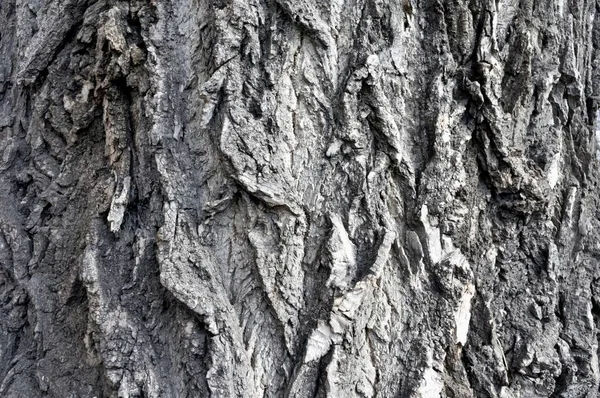 Textúra a kéreg egy öreg nyárfa — Stock Fotó