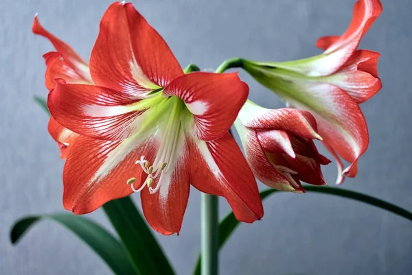 Large flowering amarillis or Hippeastrum — Stock Photo, Image