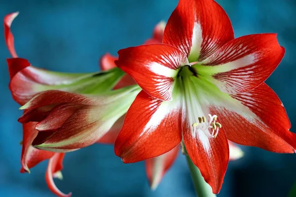 Large flowering amarillis or Hippeastrum — Stock Photo, Image