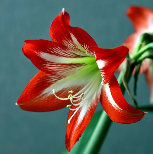 Parlak kırmızı çiçek Amaryllis, makro, dar odak alanı, görünür havaneli ve stamens, yumuşak odak — Stok fotoğraf