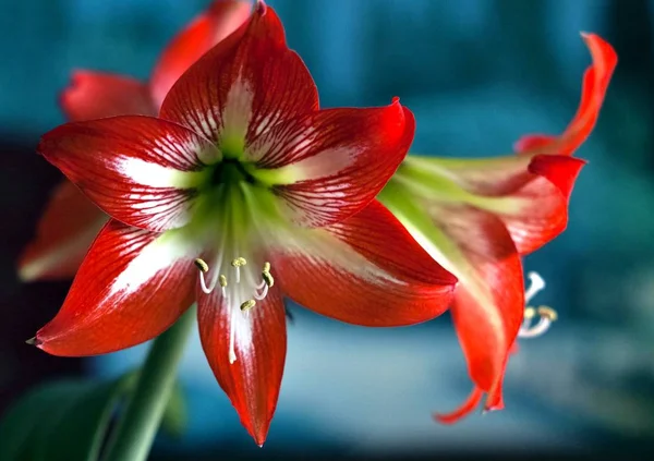 Parlak kırmızı çiçek Amaryllis, makro, dar odak alanı, görünür havaneli ve stamens, yumuşak odak — Stok fotoğraf
