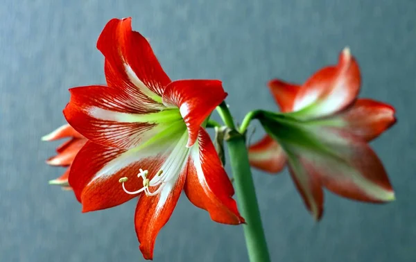 Large flowering amarillis or Hippeastrum — Stock Photo, Image