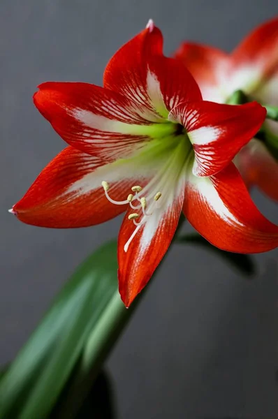 Bright red flower Amaryllis, macro, narrow focus area, visible pestle and stamens, soft focus — Stock Photo, Image