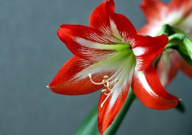 Büyük çiçekli amarillis veya Hippeastrum