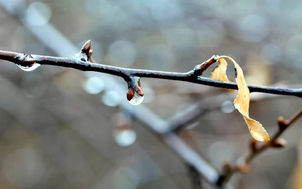 Lonely yellow leaf on a branch with rain drops — Stock Photo, Image