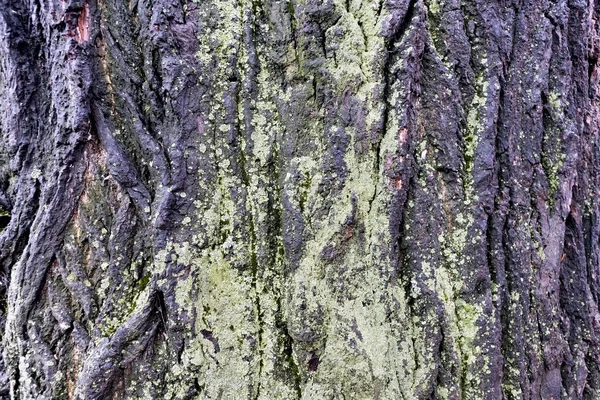 Текстура коры старого тополя, покрытого мхом — стоковое фото