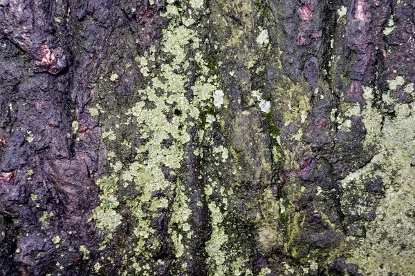 Texture d'écorce d'un vieux peuplier recouvert de mousse — Photo