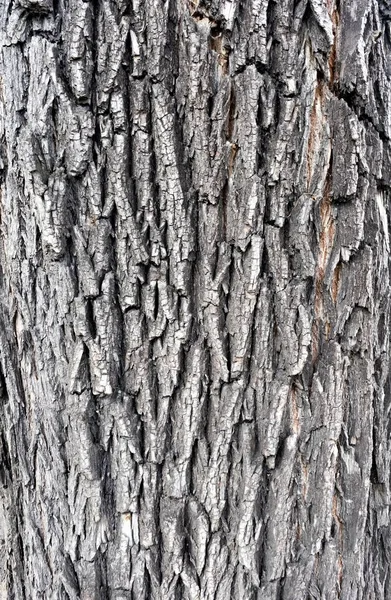 Yaşlı bir ağaç kabuğu dokusu — Stok fotoğraf