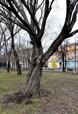 kentsel peyzaj arka plan üzerinde eski Karaağaç bükülmüş bagajında