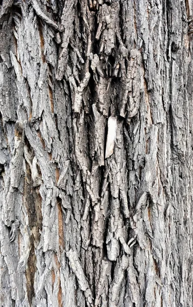 A textura da casca da árvore elm — Fotografia de Stock