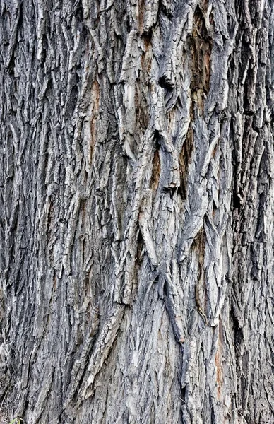 A textura da casca da árvore elm — Fotografia de Stock