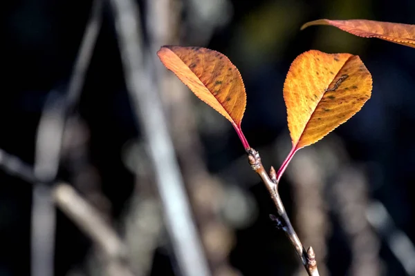 Im letzten Herbst bunte orange-gelb-rote Blätter am Strauch, die durch die Sonne beleuchtet werden, Makro — Stockfoto